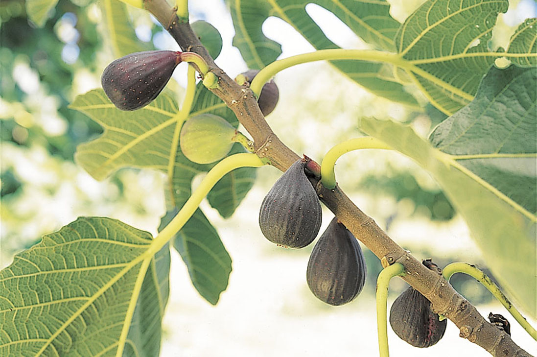 Fig Violet de Bordeaux